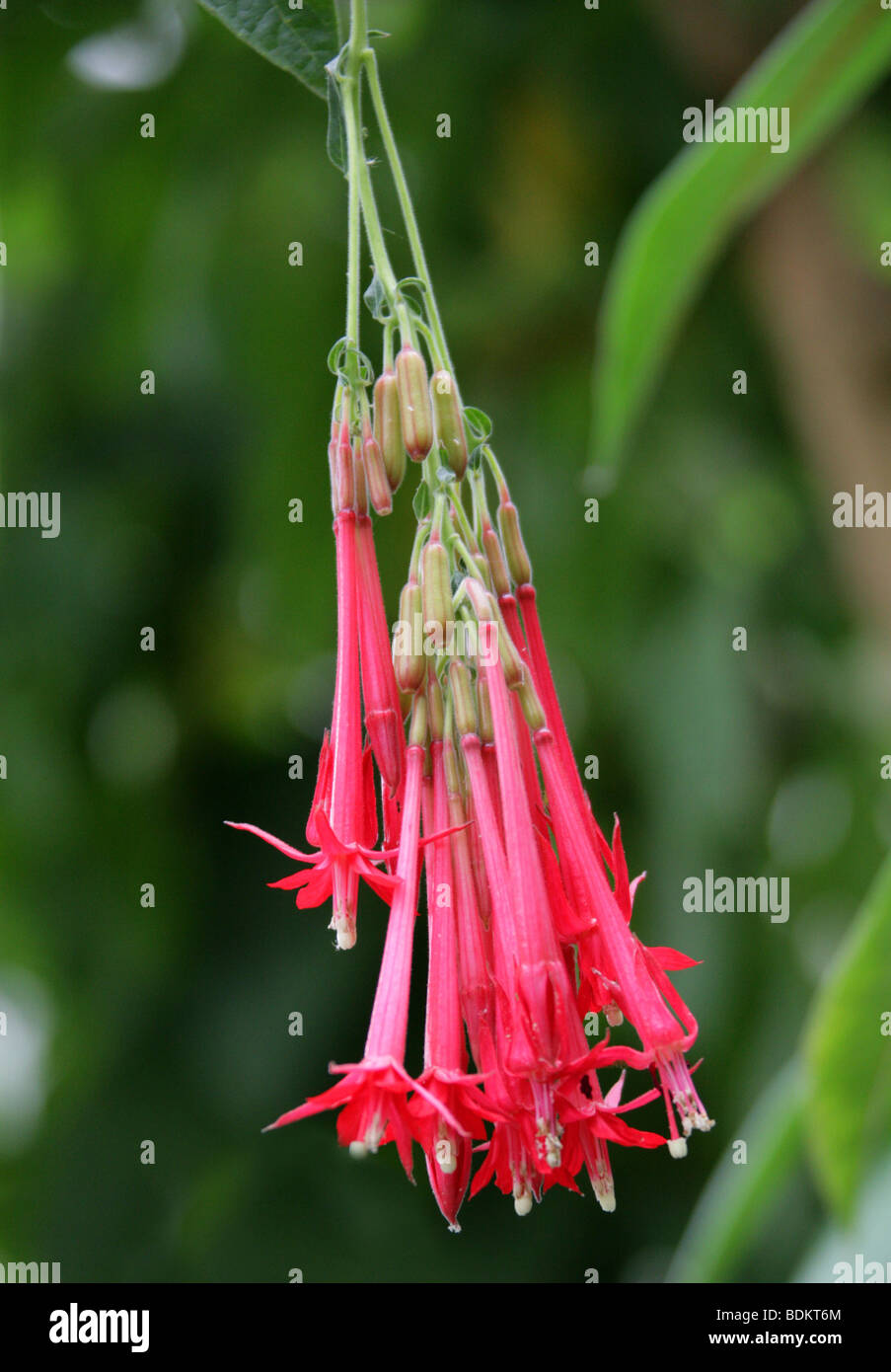 Bolivian Fuchsia, Fuchsia boliviana, Onagraceae, Peru, Bolivia and Northern Argentina Stock Photo