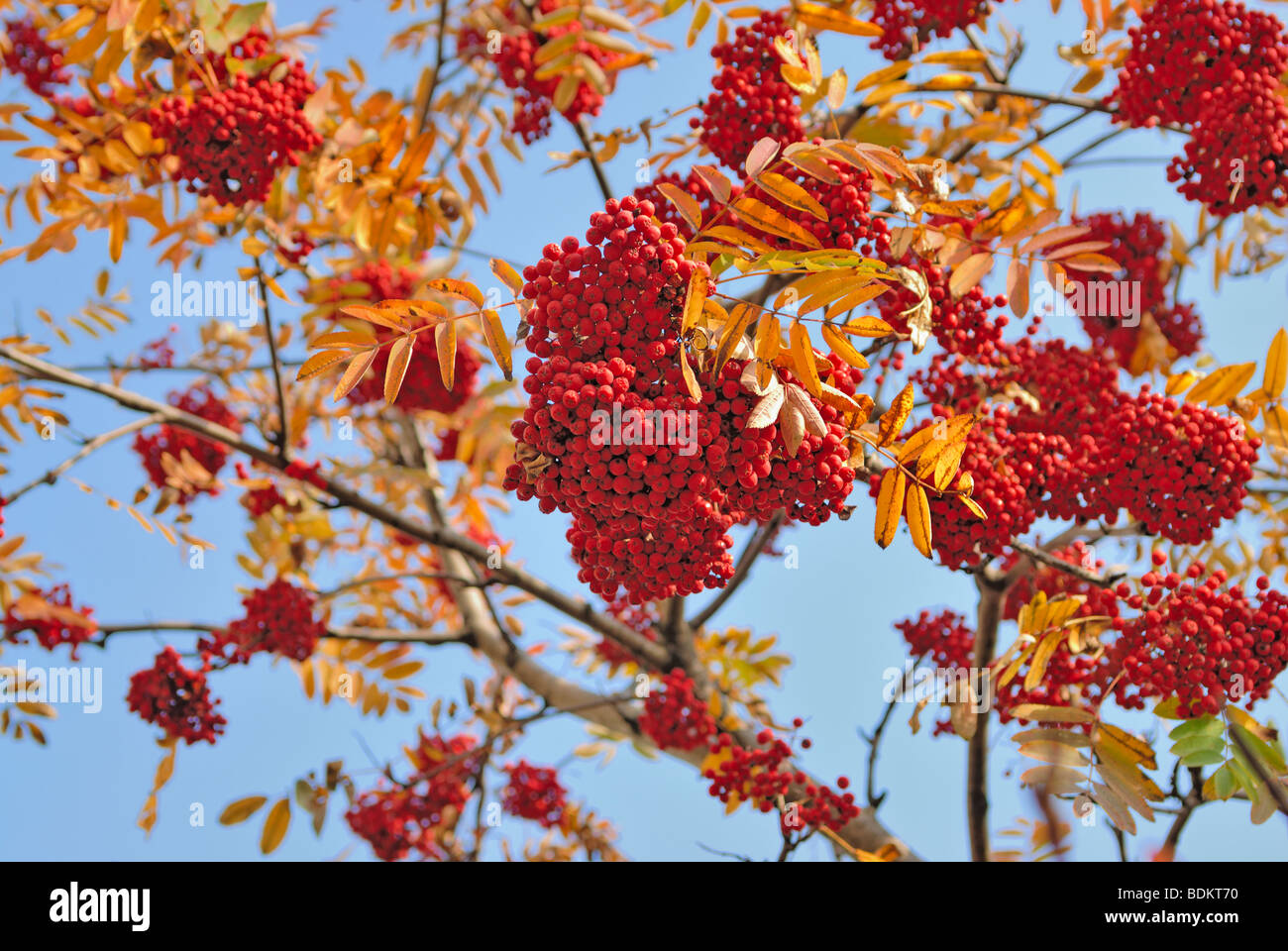 Red Mountain ash background Stock Photo