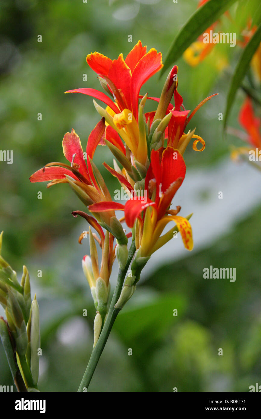 Indian Shot, Canna indica, Cannaceae, Brazil, South America and Caribbean Stock Photo