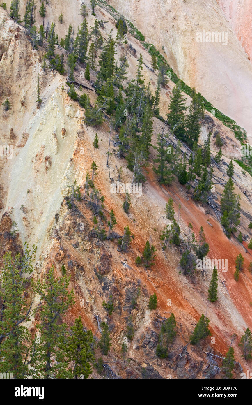 Pines and scree slopes, Grand Canyon of the Yellowstone River, Yellowstone National Park, USA Stock Photo