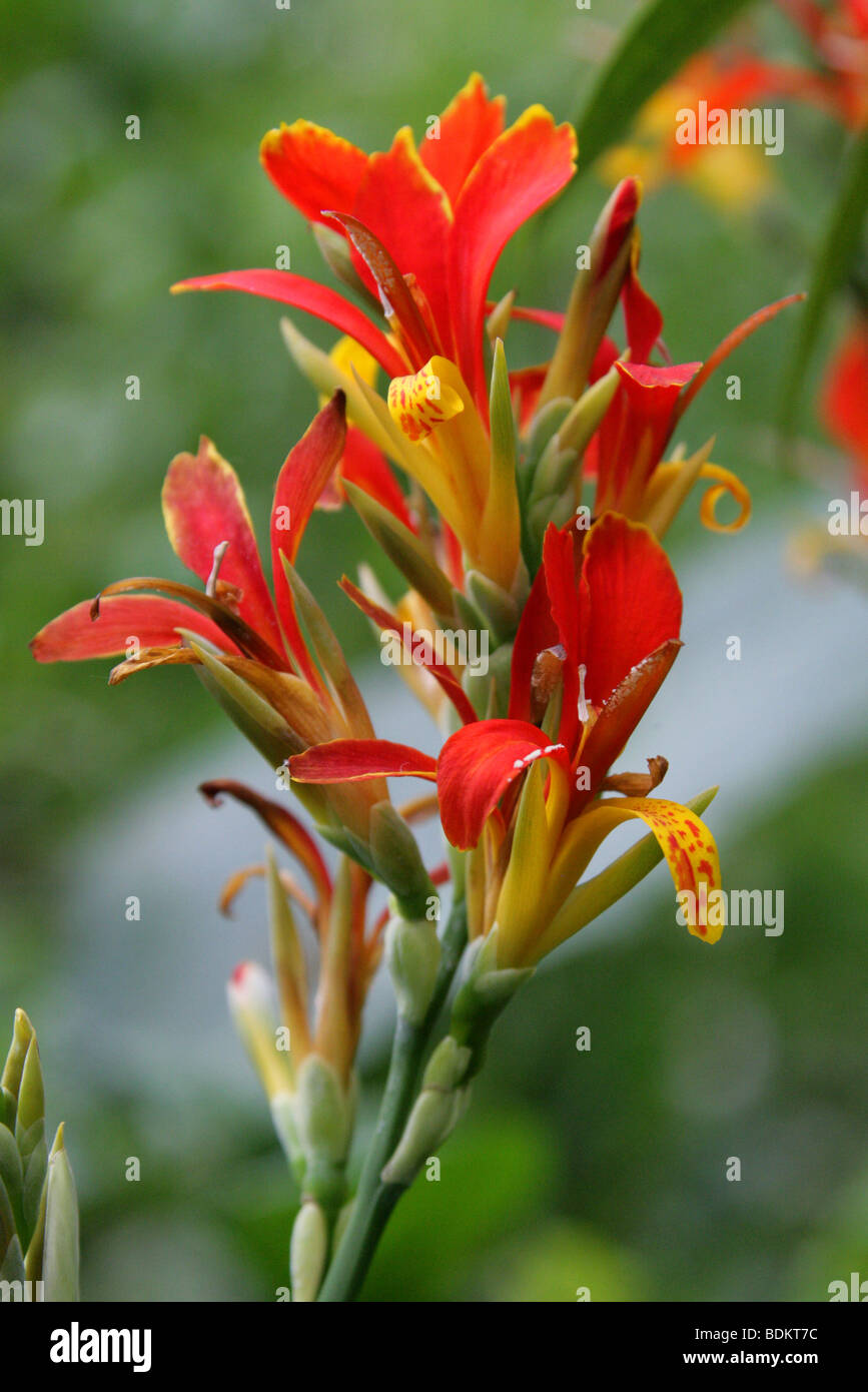 Indian Shot, Canna indica, Cannaceae, Brazil, South America and Caribbean Stock Photo