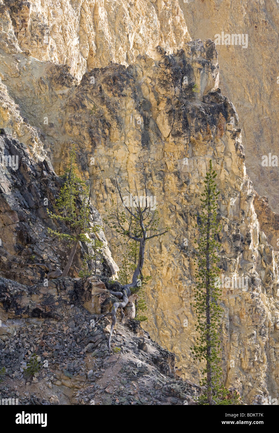 Trees cling to the steep sides of the Grand Canyon of the Yellowstone River, Yellowstone National Park, USA Stock Photo