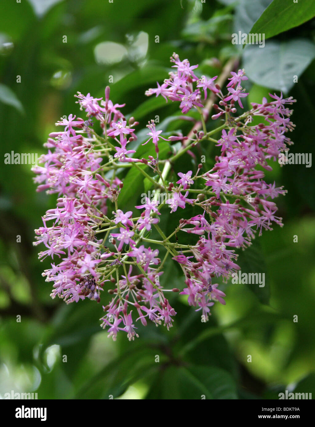 Lilac Fuchsia, Fuchsia arborescens, Onagraceae. Central America. Stock Photo