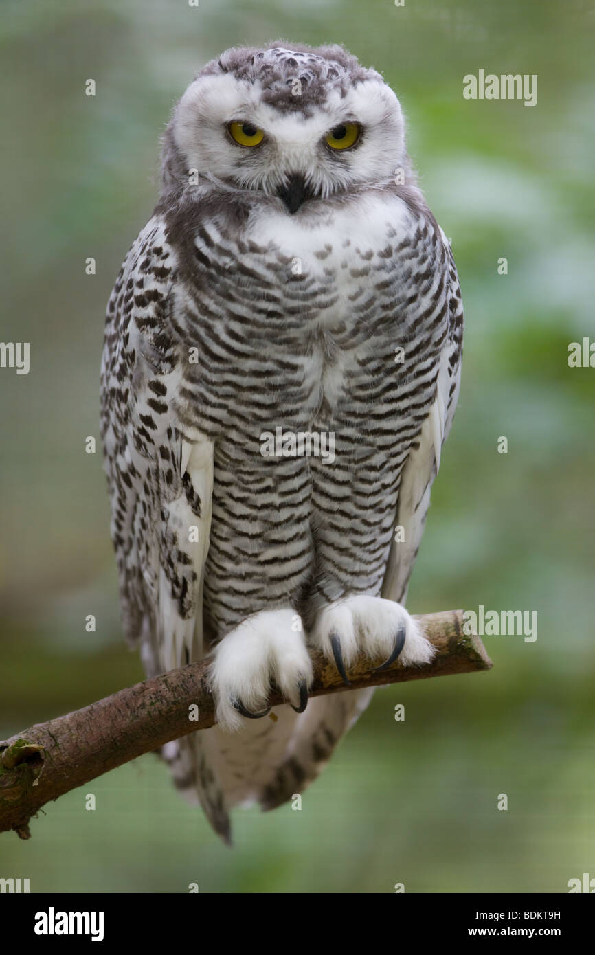 young Snowy owl - Nyctea scandiaca Stock Photo