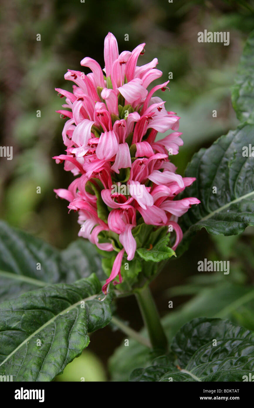 Brazilian Plume Flower aka Jacobinia or Flamingo Flower, Justicia carnea. Formerly know as Jacobinia carnea. Brazil, Paraguay and northern Argentina. Stock Photo