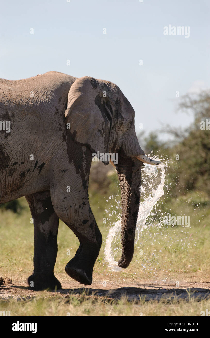 Elephant Loxodonta africana squirting water with his trunk Etosha National Park Namibia Stock Photo