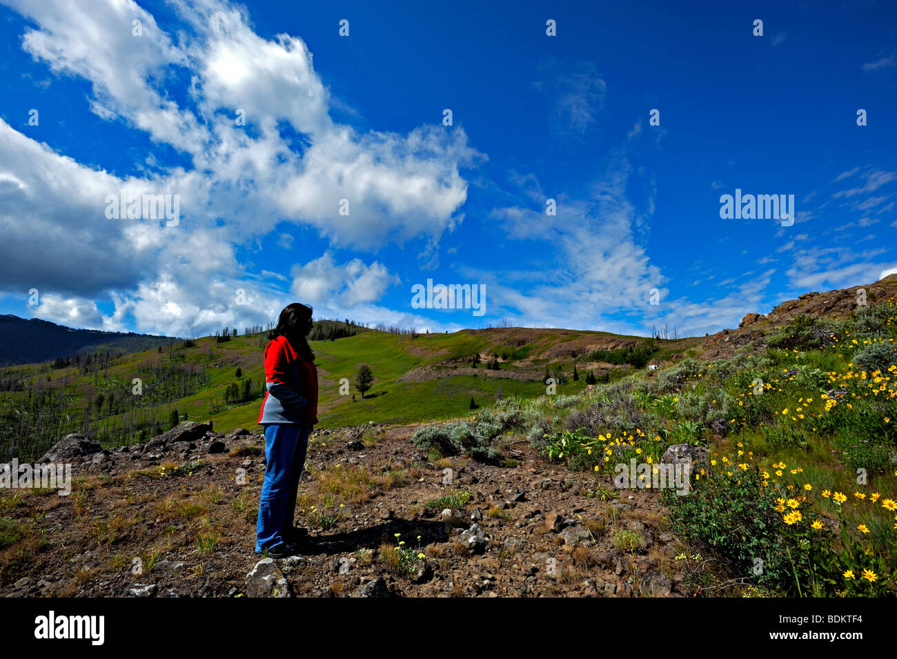 A tourist in the Lamar valley in Yellowstone national park Stock Photo