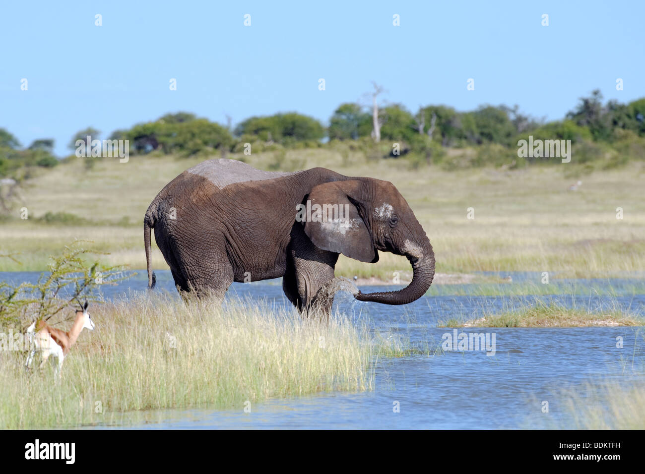 Elephant Loxodonta africana drinking at a lagoon in Namutoni Etosha National Park Namibia Stock Photo