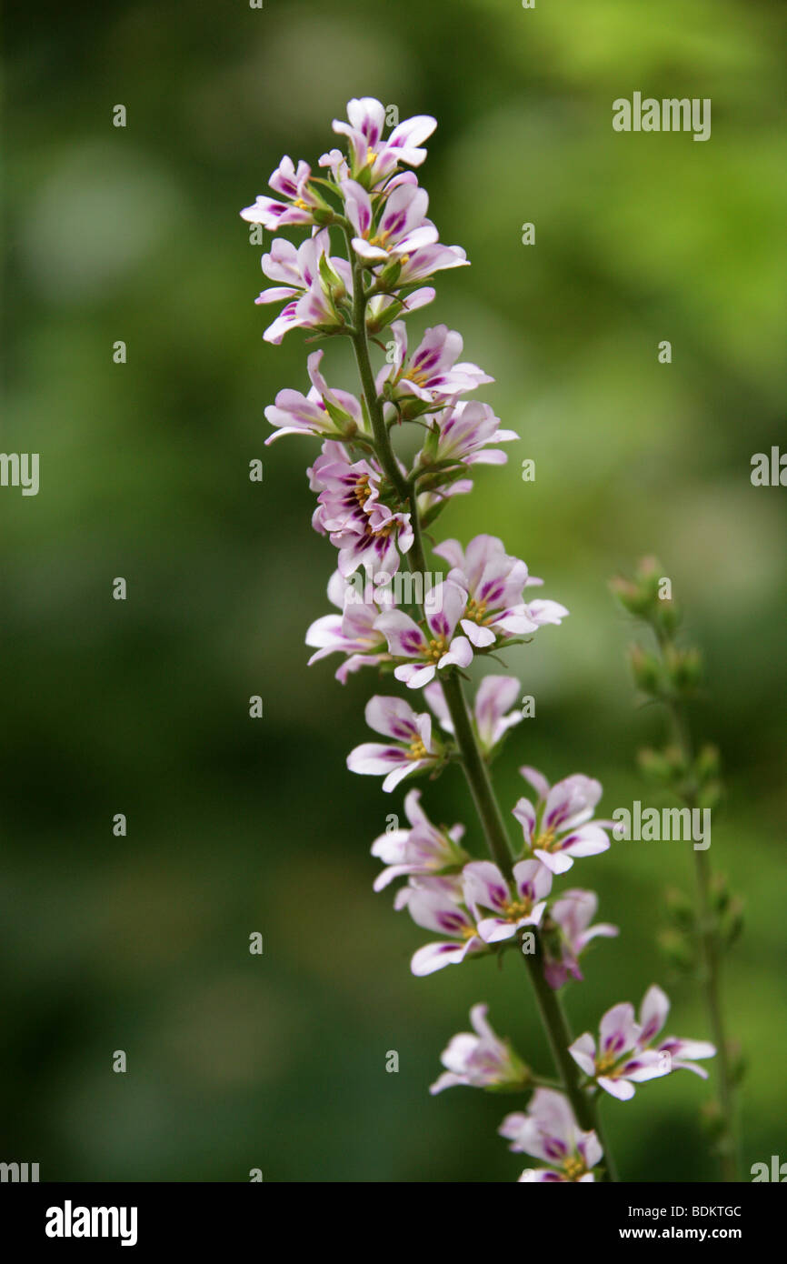 Bridal Wreath, Francoa appendiculata var. sonchifolia, Saxifragaceae, Francoaceae, Chile, South America. Stock Photo