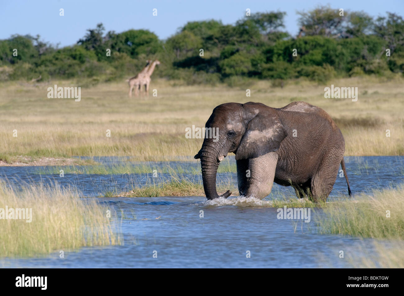 Elephant Loxodonta africana crossing a lagoon in Namutoni Etosha National Park Namibia Stock Photo
