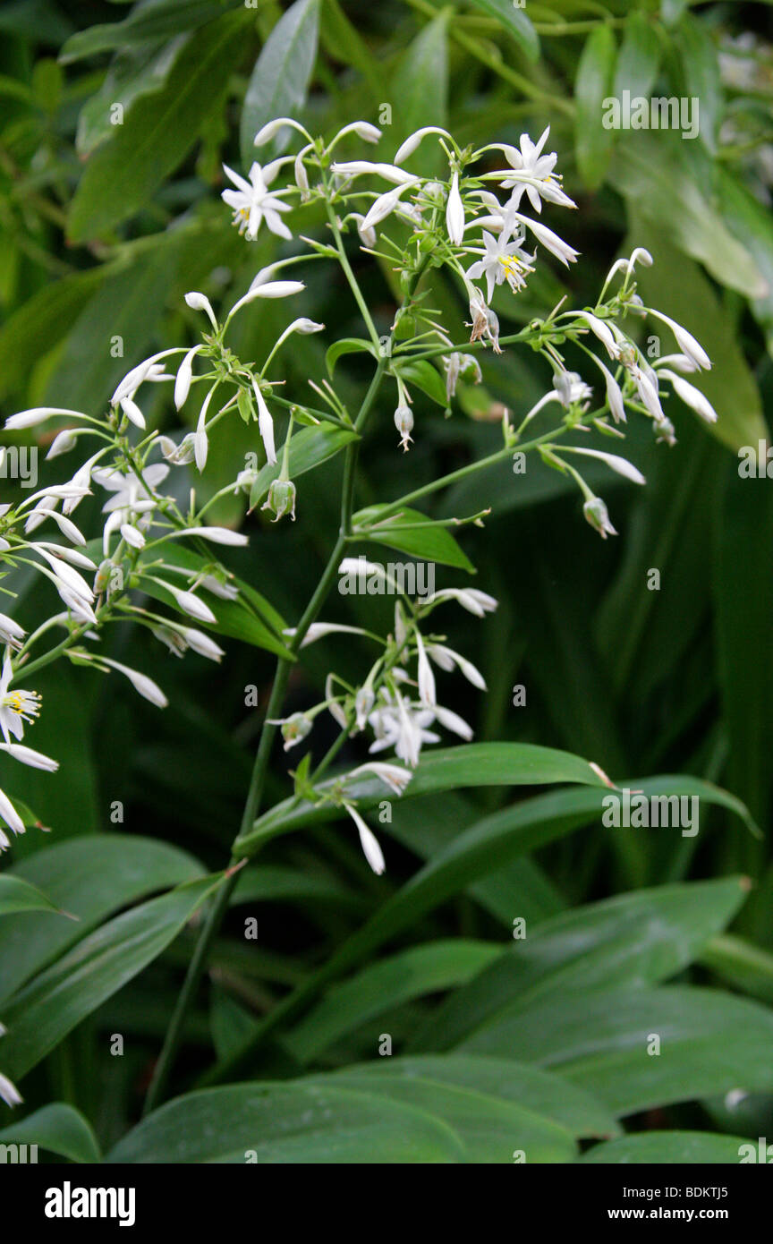 Rengarenga, Renga Lily, New Zealand Rock Lily, or Maikaika, Arthropodium cirrhatum, Asparagaceae. Stock Photo