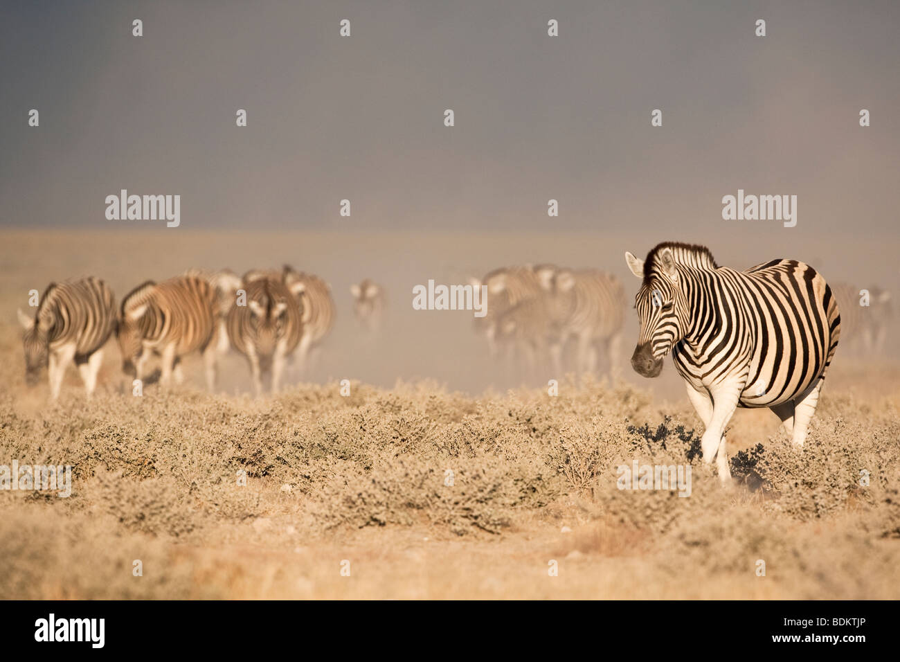 Burchell's (plains) zebra, Equus burchelli, Etosha National Park, Namibia Stock Photo