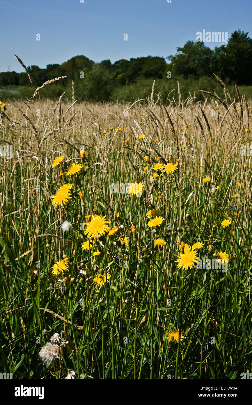 wildflowers, thistles, and weeds in Prairie field, Manitoba, Canada