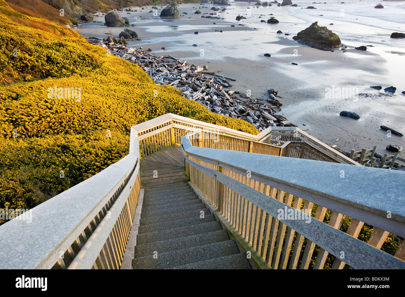 Bandon Beach with blooming gorse and stairway to beach. Oregon Stock Photo