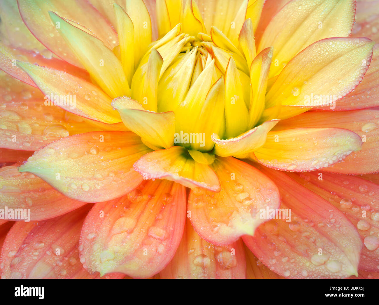 Dahlias variety Candlelight. Swan Island Dahlia Farm. Oregon Stock Photo