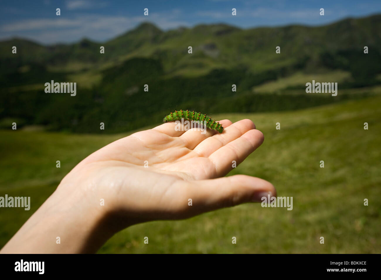 A Saturnia Pavonia Caterpillar Laid On A Hand Auvergne France Chenille De Papillon Petit Paon De Nuit Saturnia Pavonia Stock Photo Alamy