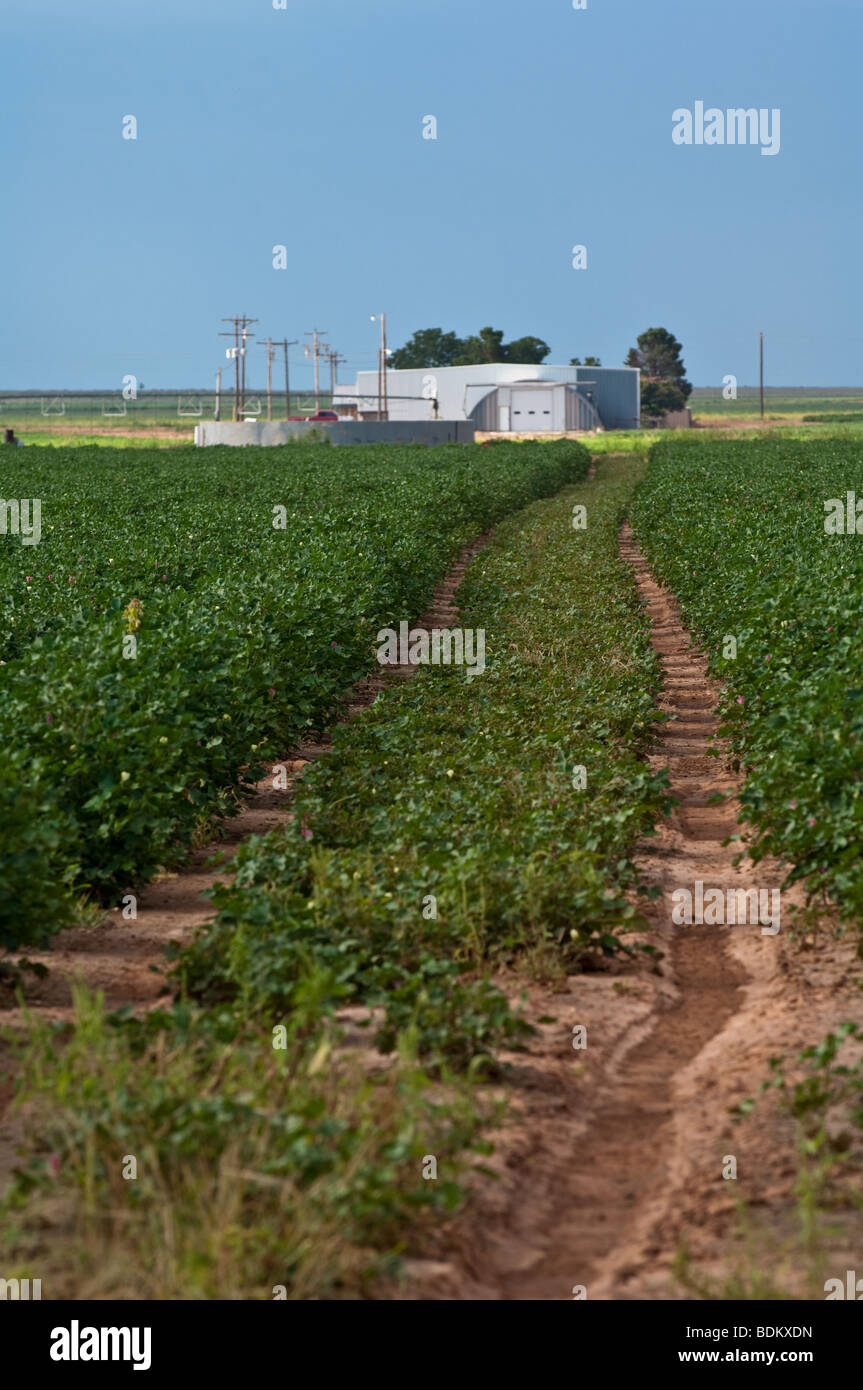 A turn row in a West Texas cotton field Stock Photo Alamy