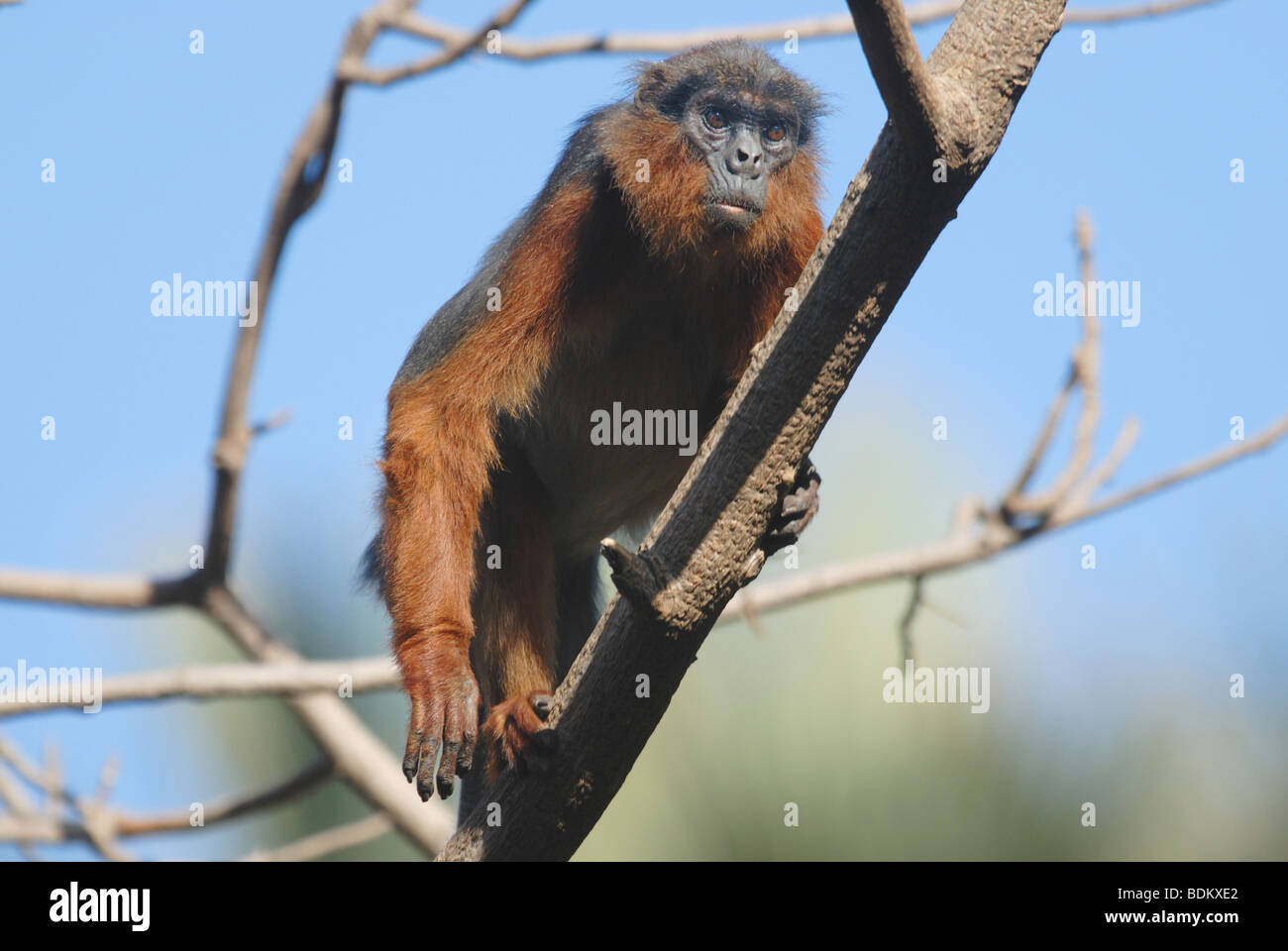 Western Red Colobus (Piliocolobus badius) climbing a tree in Bijilo Forest, The Gambia, Africa. April 2009. Stock Photo