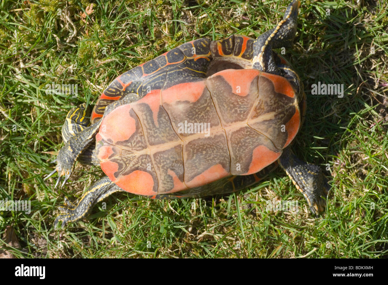 Western Painted Turtle (Chrysemys picta belli). Using 'righting reflex' to turn over. Plastron pattern and rich color is typical of this, sub-species. Stock Photo
