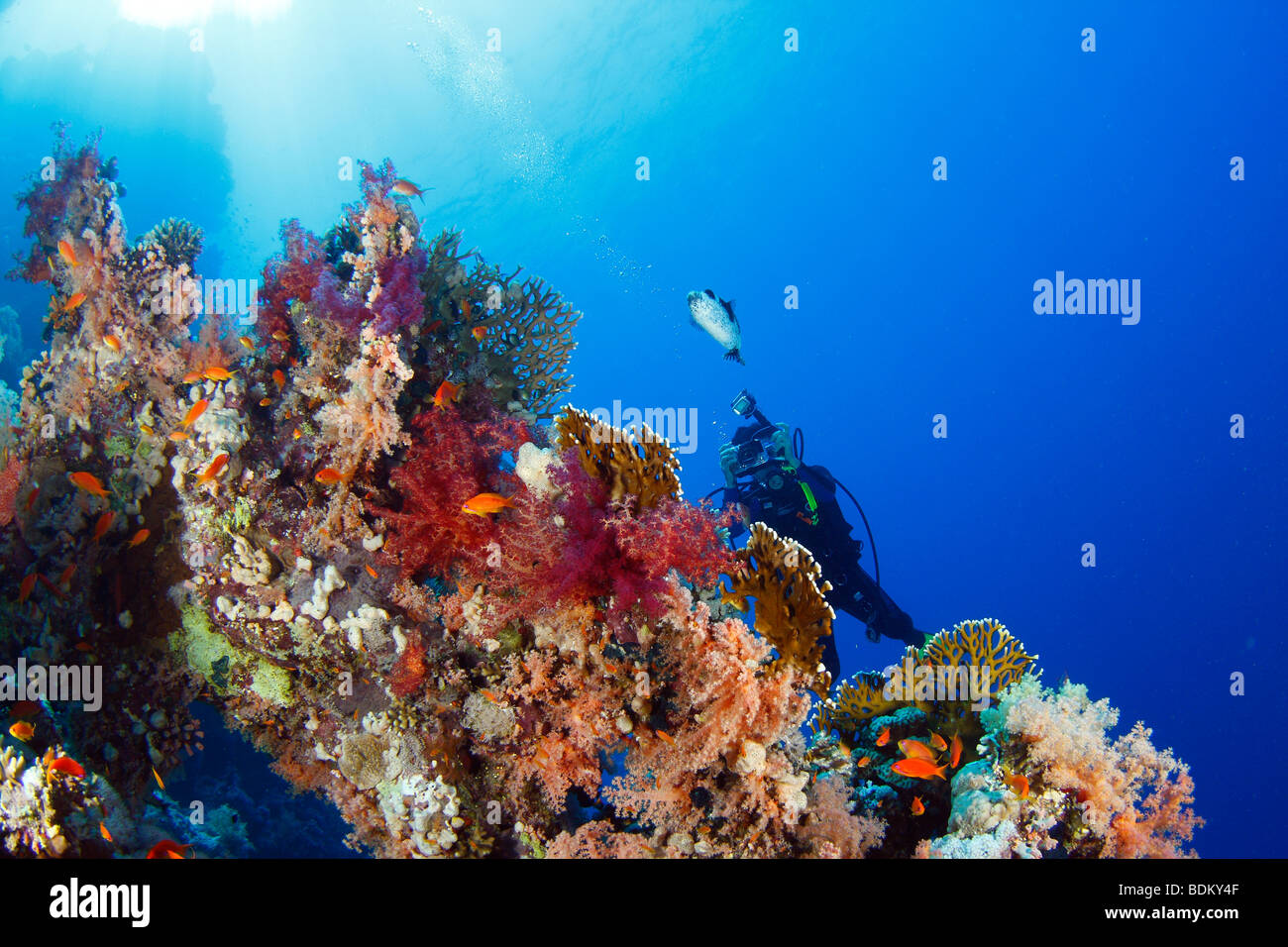 Young female diver photographer chasing puffer fish swimming over a coral reef with sun and water surface in the background. Stock Photo