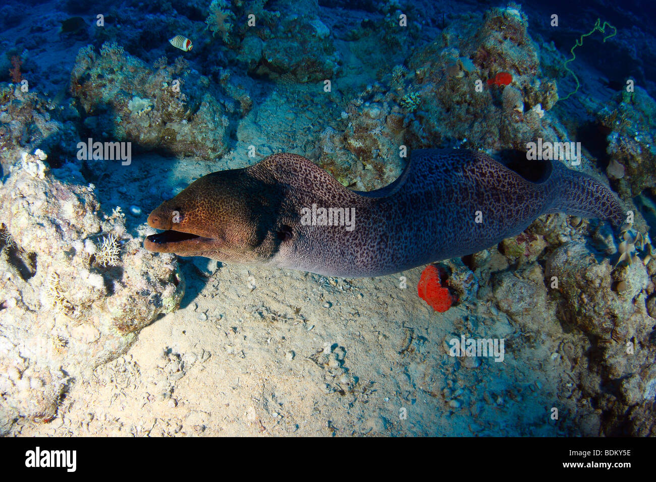 Giant moray eel with his mouth open, freeswimming in the body of water over a coral reef Stock