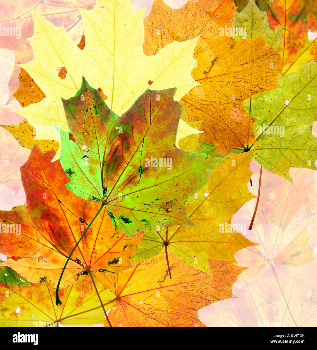 autumn leaves - fall colors Stock Photo