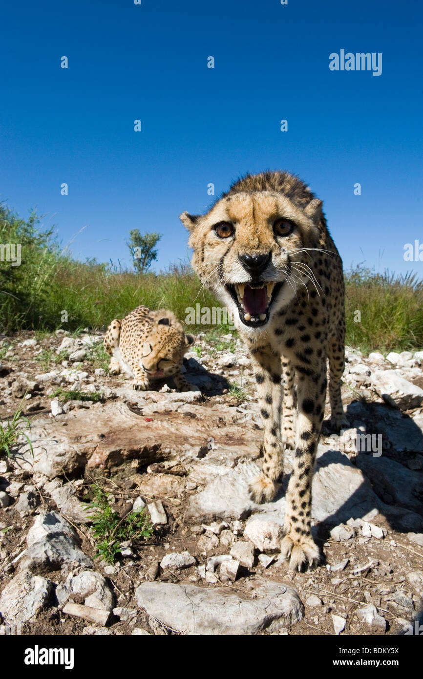 Cheetah teeth hi-res stock photography and images - Alamy