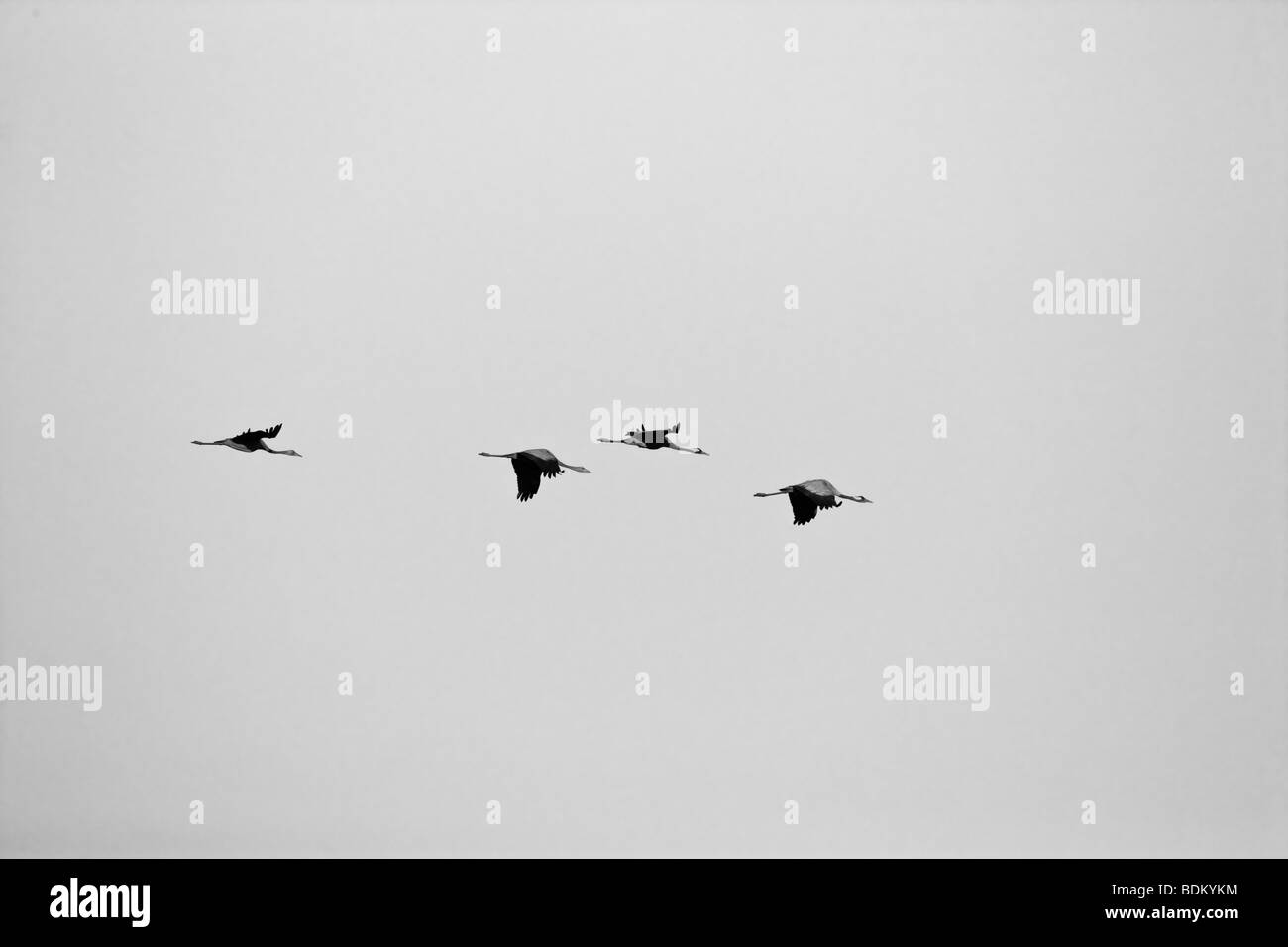 Common cranes in flight Stock Photo