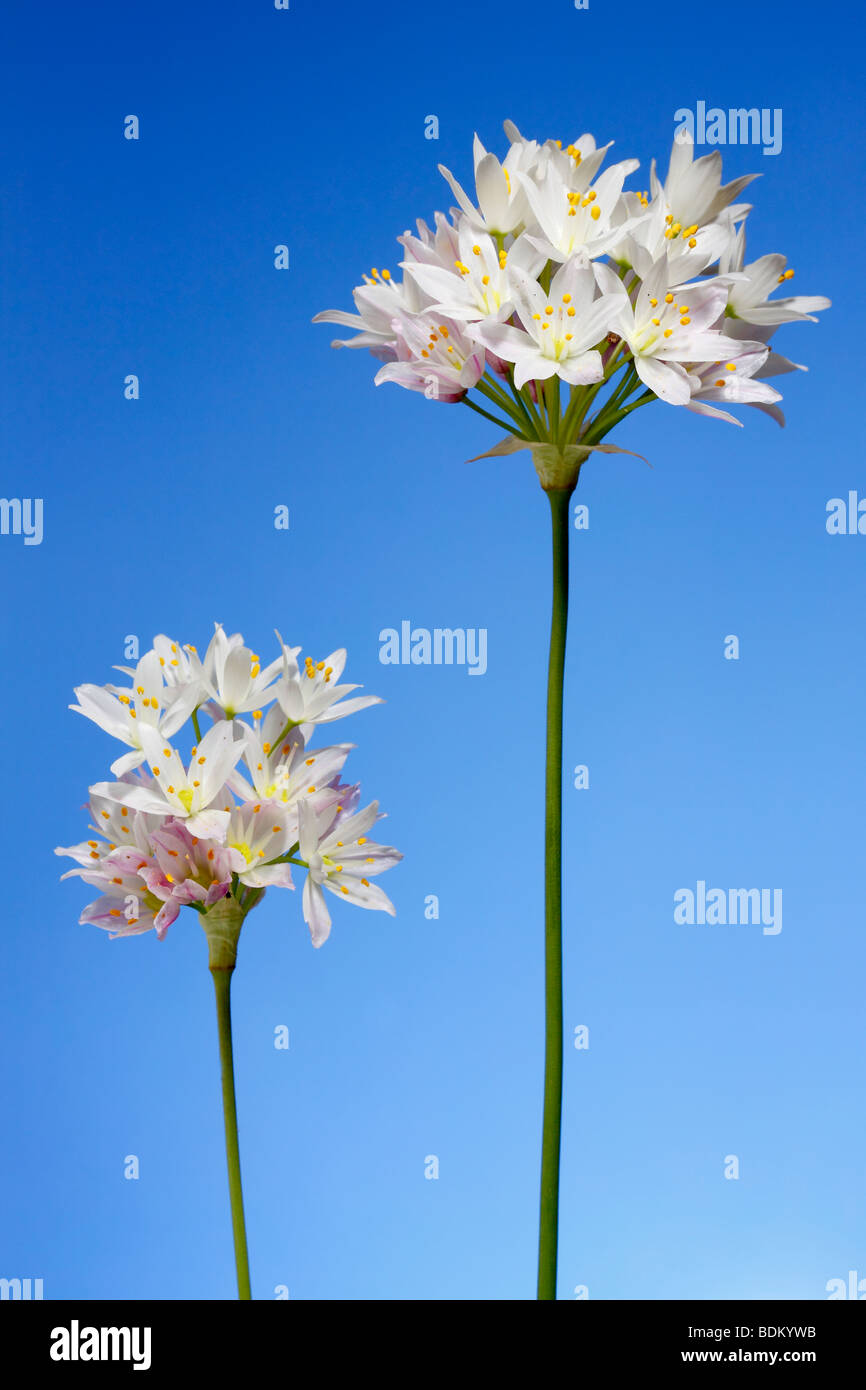 Flowers of Rosy garlic, Allium roseum, Alicante. Spain Stock Photo