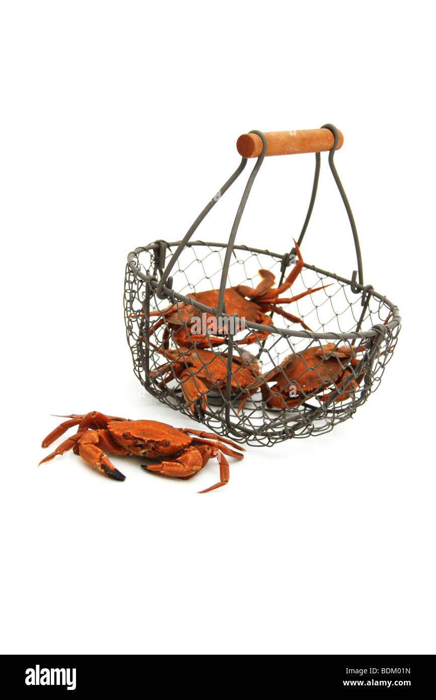 several little crabs in a metallic basket isolated Stock Photo