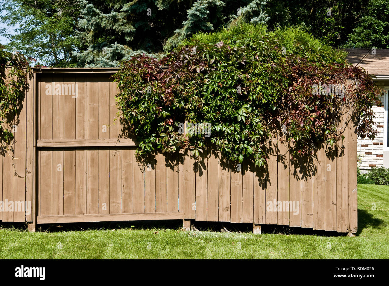 suburban fence with virginia creeper Winnipeg Manitoba Canada Stock Photo