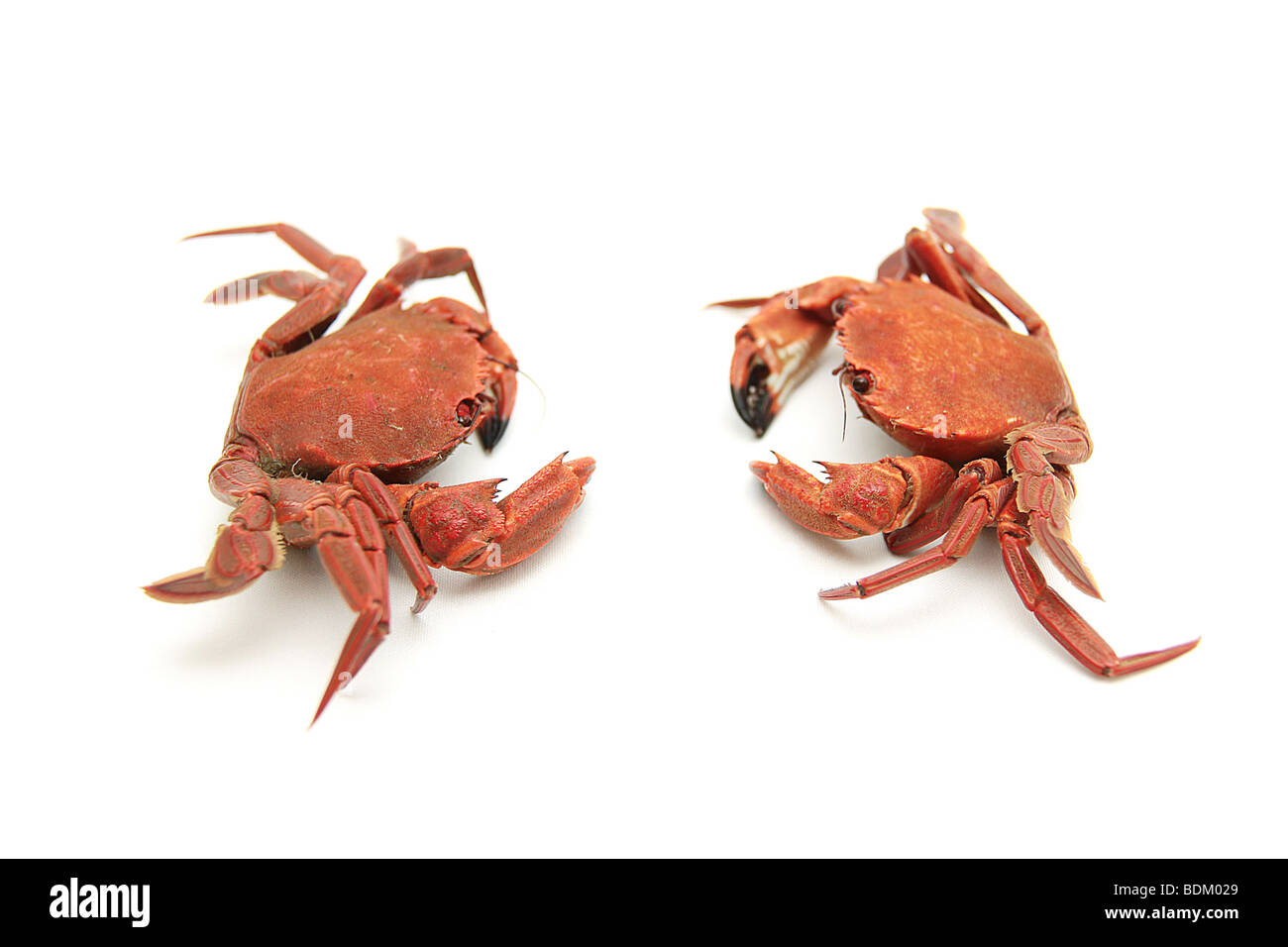 two little crabs facing ready to fight on isolated background Stock Photo