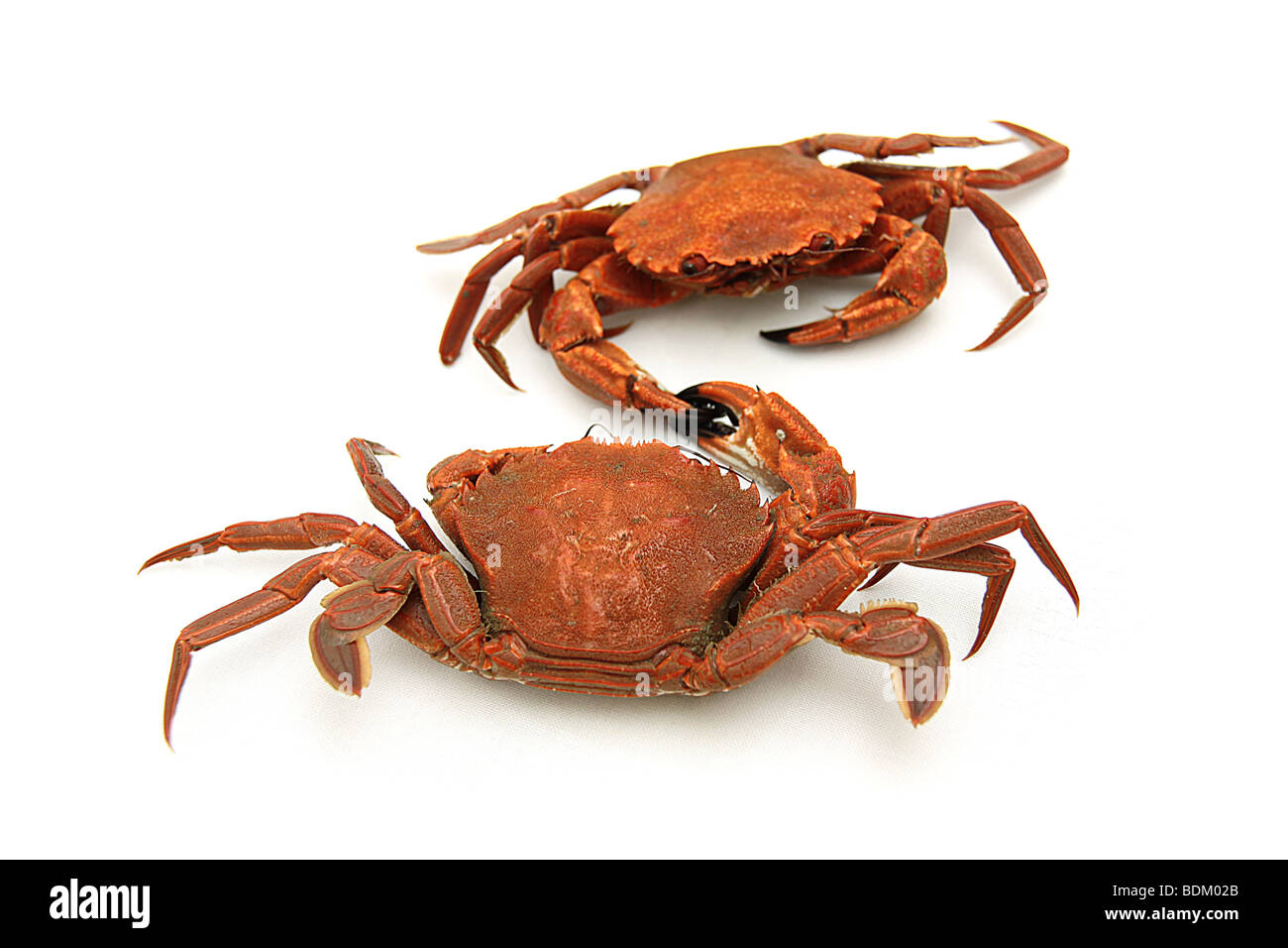 two little crabs shaking hands before fighting on isolated background Stock Photo