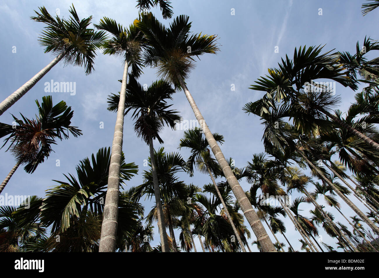 Betel nut trees grow in field Stock Photo Alamy
