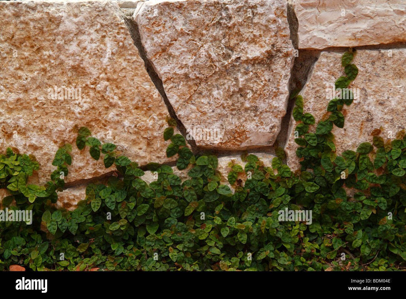 Plants growing at the base of a stone wall Stock Photo - Alamy