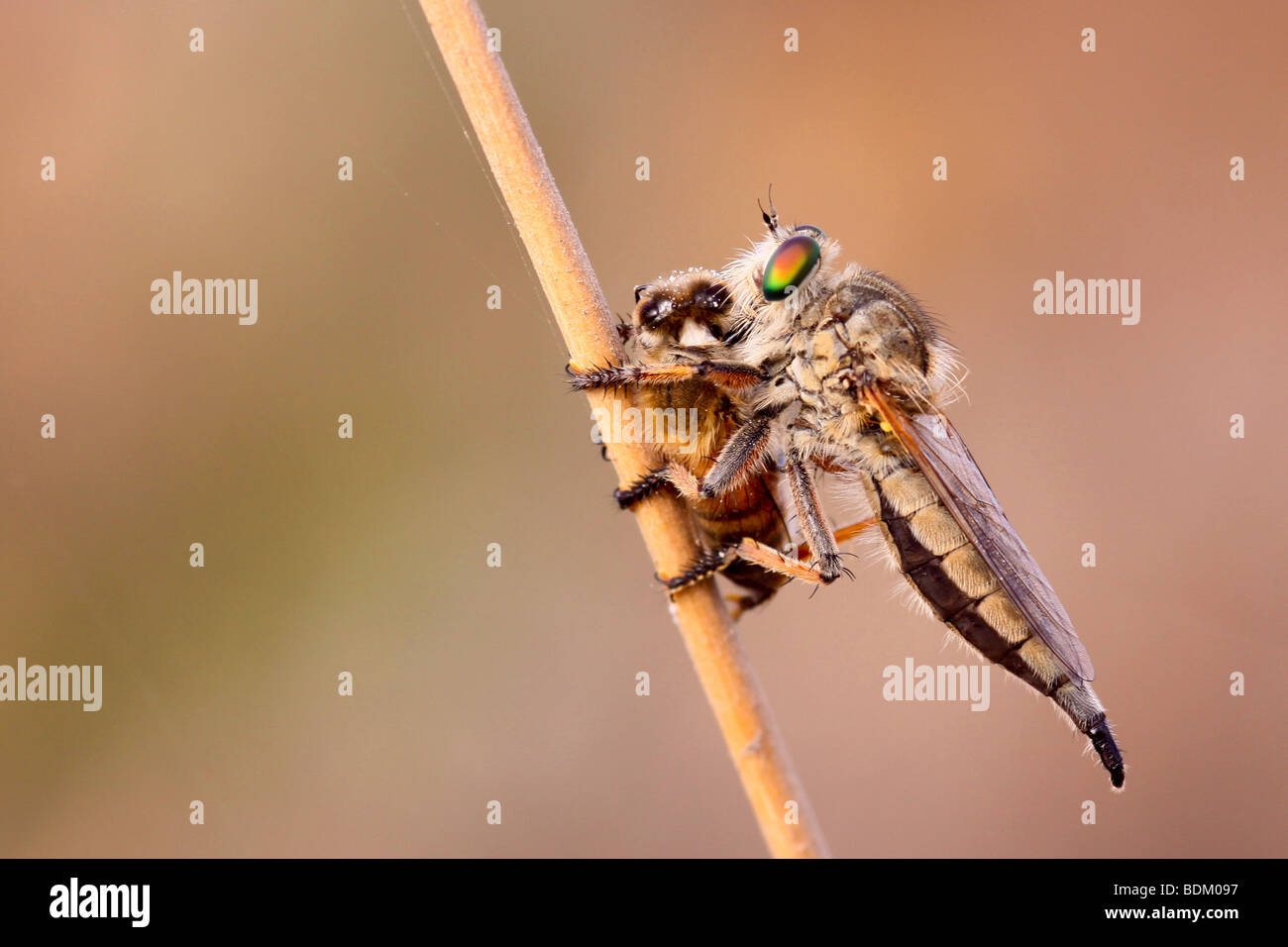 robber fly (Asilidae) feeds off a captured honey bee by sucking out the body fluids of the prey Stock Photo