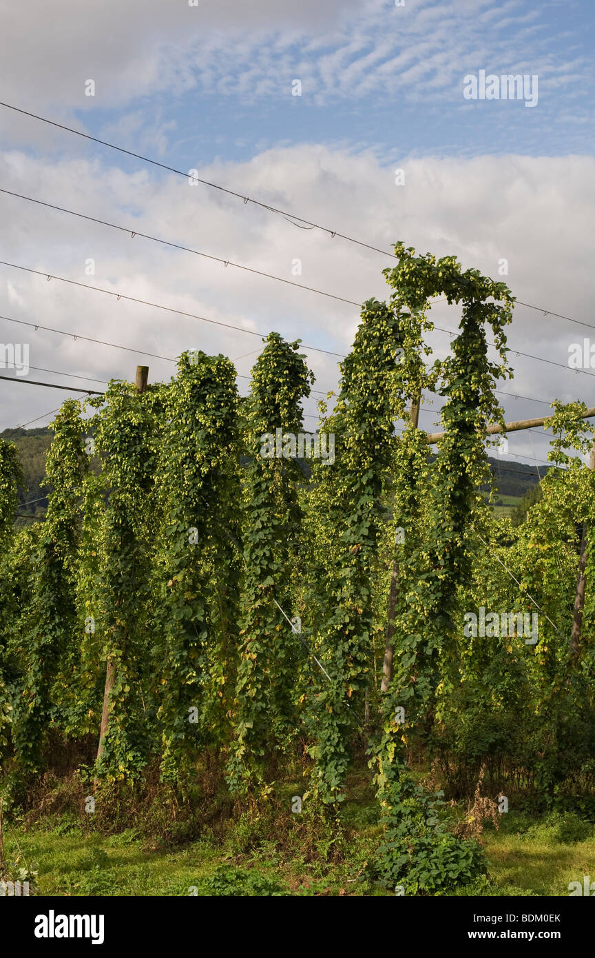 Humulus lupulus. Growing hops in a hop yard in Worcestershire, England Stock Photo