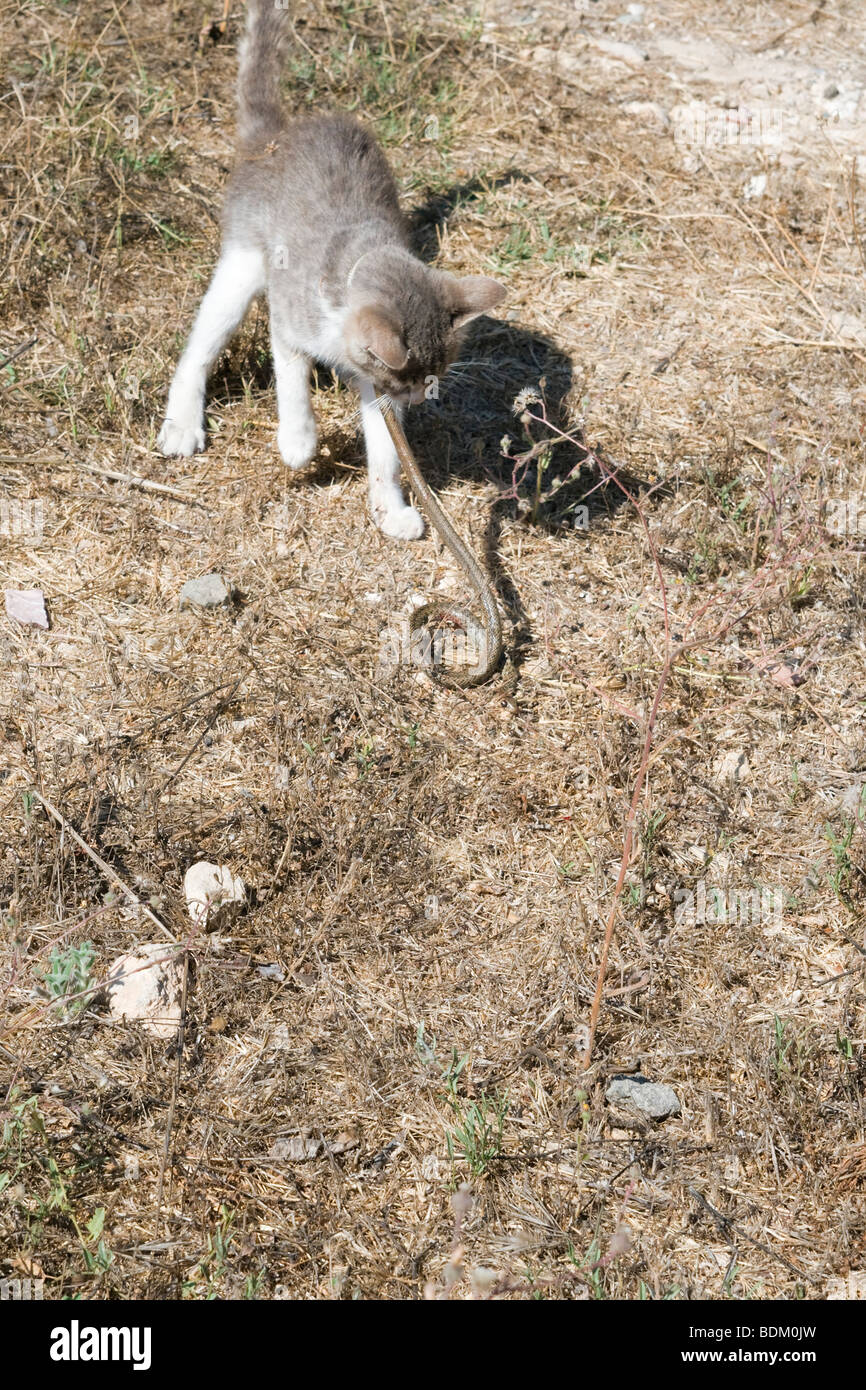 a domestic cat hunting and killing a snake Set of four images Stock Photo Alamy