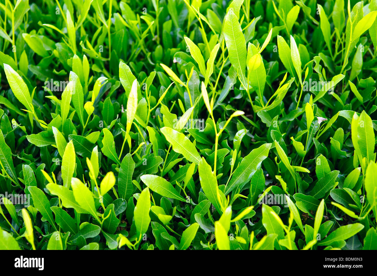 Natural green leaves for background Stock Photo