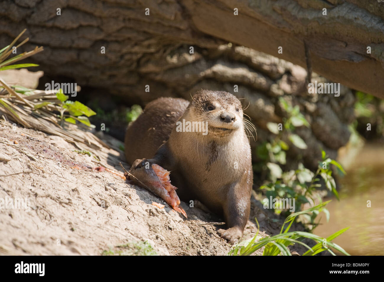 North American River Otter Lontra canadensis feeding on fish on a river bank. Stock Photo