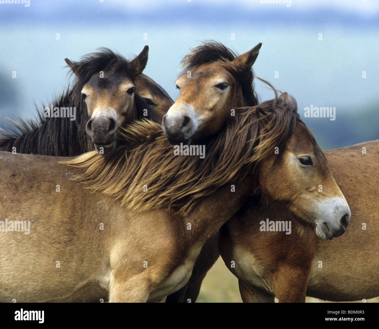 Exmoor Pony. Three horses standing close together. Exmoor, Great Britain Stock Photo