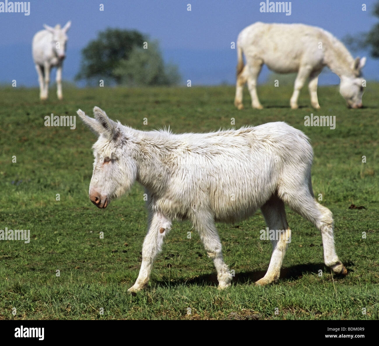 White donkeys hires stock photography and images Alamy