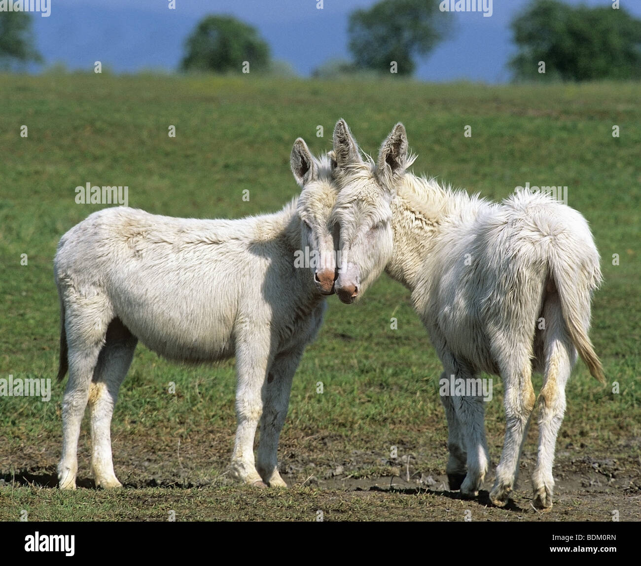 White donkeys hires stock photography and images Alamy