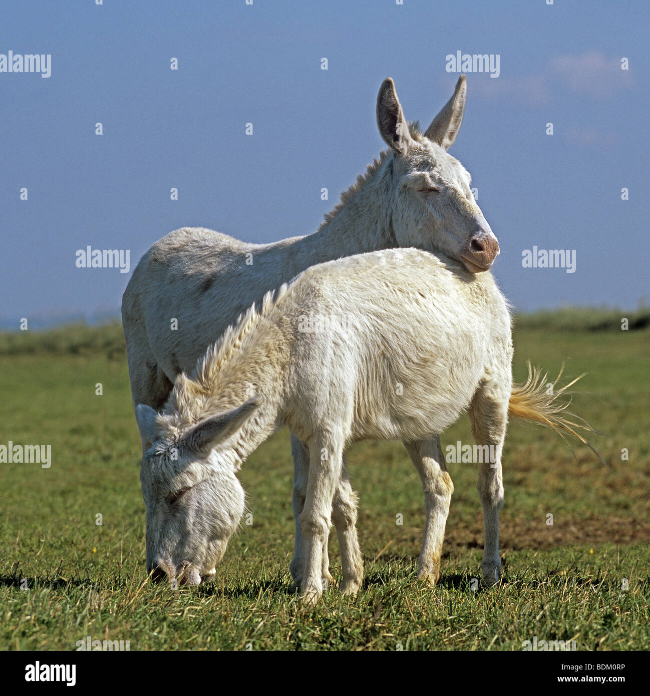 White donkeys hires stock photography and images Alamy