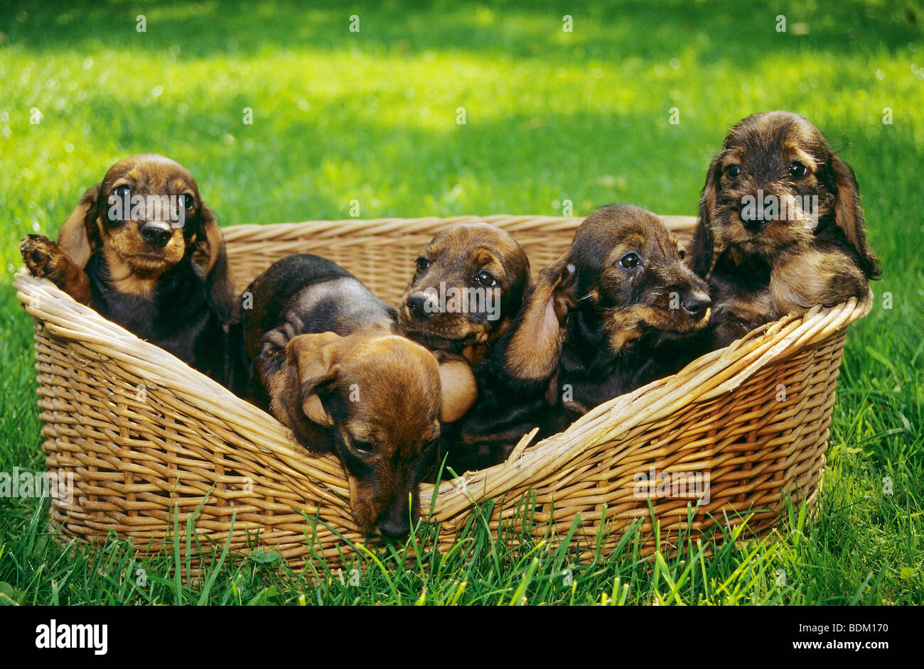 five Wirehaired Dachshund dog puppies dog in basket Stock Photo