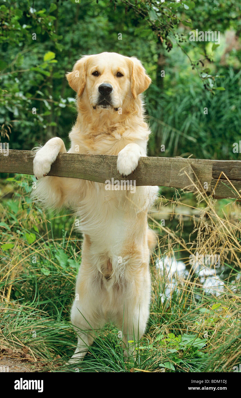Golden Retriever. An adult male stands upright behind a fence Stock