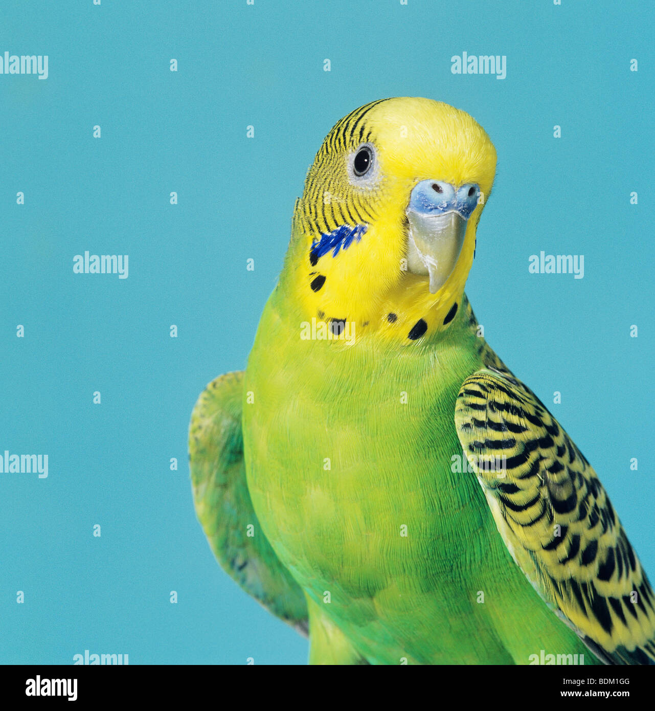 Budgerigar (melopsittacus Undulatus). Portrait Of Adult Male Stock ...