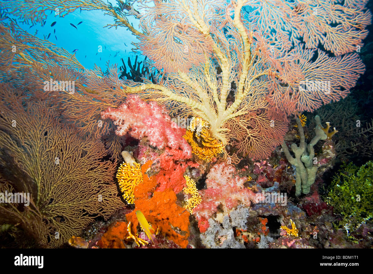 A bright and colorful tropical reef scene with fans, soft corals and fish Stock Photo