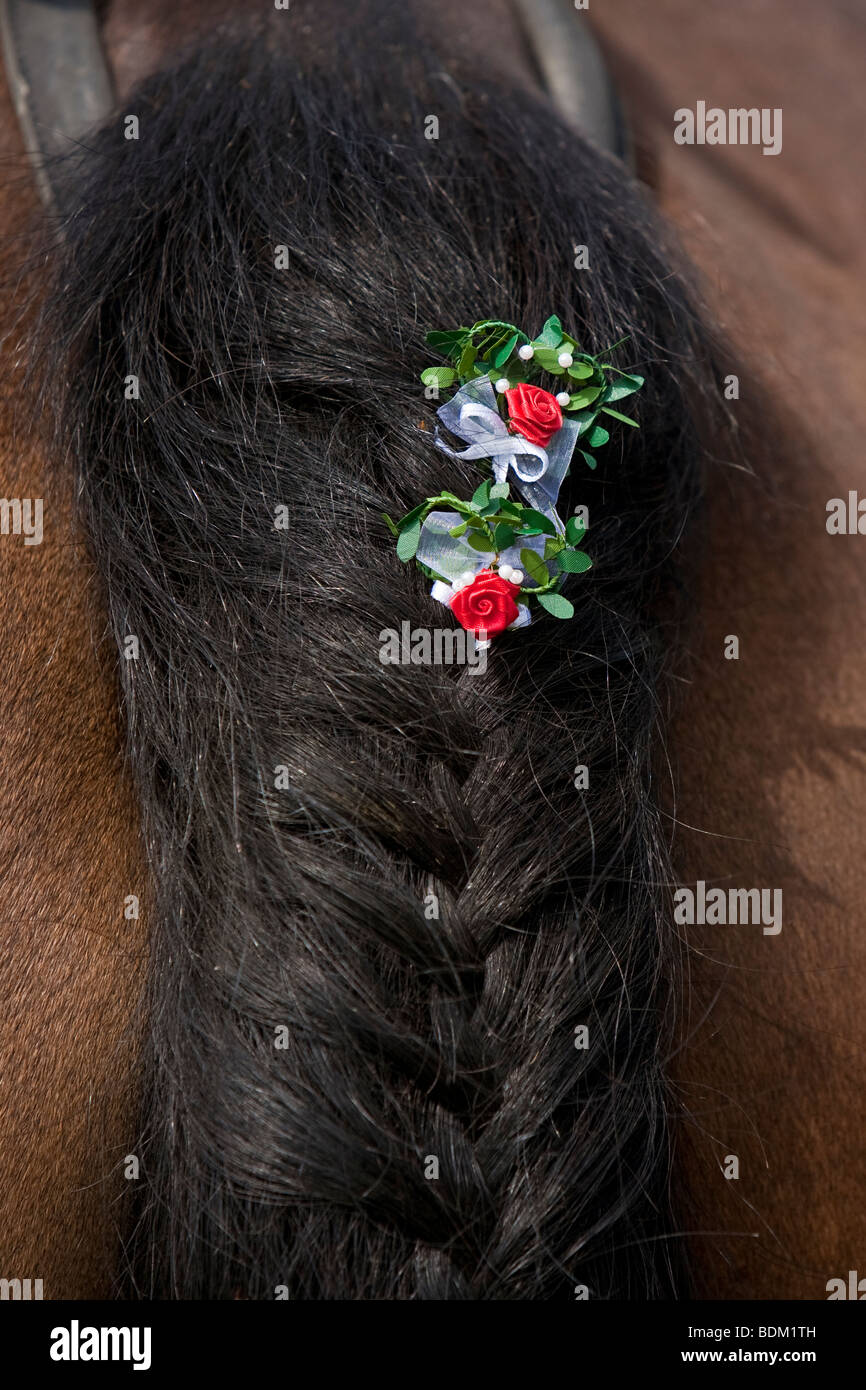Süddeutsches Kaltblut, South German draught horse with decorated tail