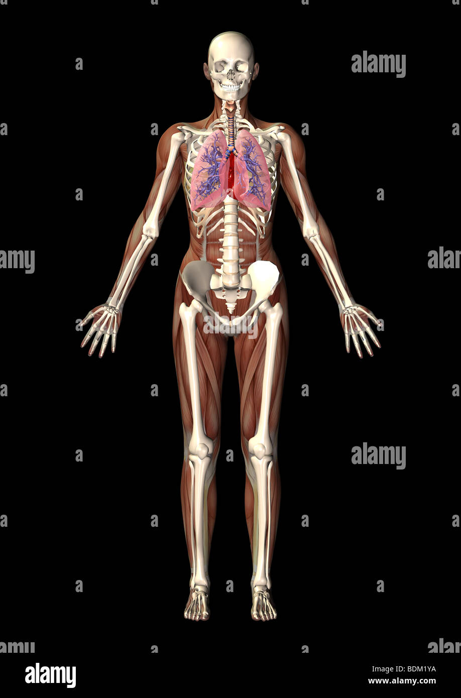 human anatomy illustration showing Stock Photo